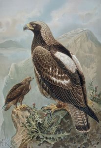 उत्कीर्णन-महत्वपूर्ण AGUILA-MALE के साथ ALMOST परफ़ेक्ट फ़ीचर (1) और 2 साल की महिला (2)