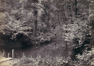 कोल्विन बे। द पूल इन द वुड, 1870s। द्वारा फ्रांसिस बेडफोर्ड