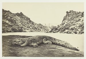 सैंड-बैंक पर मगरमच्छ, 1857। द्वारा फ्रांसिस फ्रिथ