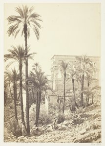 हथेलियों का समूह, 185862। द्वारा फ्रांसिस फ्रिथ