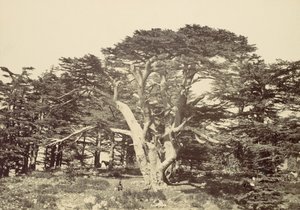 सबसे बड़ा देवदार, माउंट लेबनान, 1857। द्वारा फ्रांसिस फ्रिथ