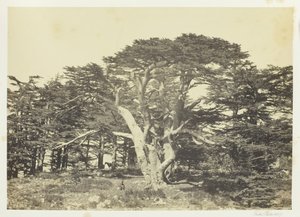 सबसे बड़ा देवदार, माउंट लेबनान, 1857। द्वारा फ्रांसिस फ्रिथ