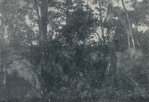 कबाना डी इंडिओस, 1895