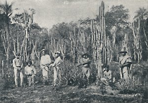 कैंपोस, 1895