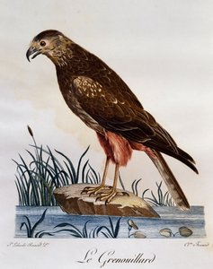 अफ्रीकी मार्श हैरियर (सर्कस रैनिवोरस), अफ्रीकी पक्षियों के प्राकृतिक इतिहास से उत्कीर्णन द्वारा फ्रेंकोइस ले वैलेन्ट