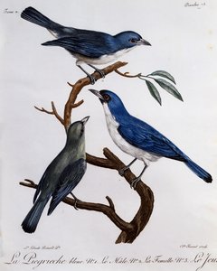 ब्लू वंगा (साइनोलेनियस मेडागास्करिनस), अफ्रीकी पक्षियों के प्राकृतिक इतिहास से उत्कीर्णन द्वारा फ्रेंकोइस ले वैलेन्ट