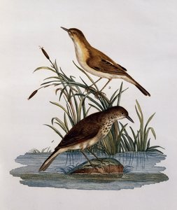 Cagueteuse और Lisabelle, अफ्रीका के पक्षियों के प्राकृतिक इतिहास से उत्कीर्णन द्वारा फ्रेंकोइस ले वैलेन्ट