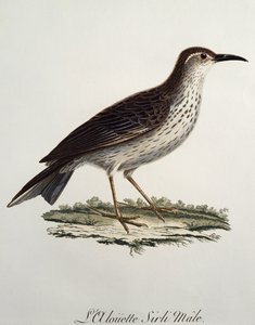 केप लॉन्गबिल नर (सेर्थिलाउडा करविरोस्ट्रिस), फ्रांस्वा ले वैलेन्ट (1753-1824), फ्रांस द्वारा हिस्टोइरे नेचरल डेस ओइसो डी'एफ्रिक से उत्कीर्णन द्वारा फ्रेंकोइस ले वैलेन्ट