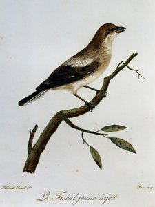 सामान्य वित्तीय (लानियस कोलारिस), अफ्रीकी पक्षियों के प्राकृतिक इतिहास से उत्कीर्णन द्वारा फ्रेंकोइस ले वैलेन्ट