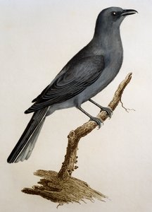 ग्रे कुकूश्रीके (कोरासिना सेसिया), फ्रांस्वा ले वैलेन्ट (1753-1824), फ्रांस द्वारा हिस्टोइरे नेचरल डेस ओइसेओ डी'अफ्रिक से उत्कीर्णन
