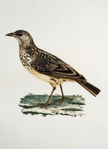 लार्ज-बिल्ड लार्क (गैलेरिडा मैग्नीरोस्ट्रिस), फ्रांकोइस ले वैलेन्ट (1753-1824), फ्रांस द्वारा हिस्टोइरे नेचरल डेस ओइसेओ डी'अफ्रिक से उत्कीर्णन द्वारा फ्रेंकोइस ले वैलेन्ट