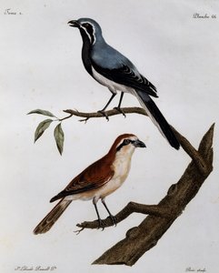 ले पेंडुर और रूसो, अफ्रीका के पक्षियों के प्राकृतिक इतिहास से उत्कीर्णन द्वारा फ्रेंकोइस ले वैलेन्ट