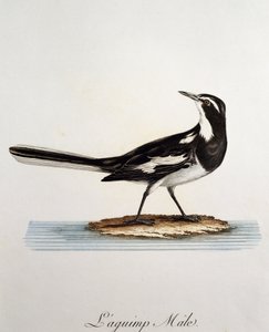 नर अफ़्रीकी पाइड वैग्टेल (मोटासिला एगुइम्प), फ्रांस्वा ले वैलेन्ट (1753-1824), फ्रांस द्वारा हिस्टोइरे नेचरल डेस ओइसो डी'अफ्रिक से उत्कीर्णन द्वारा फ्रेंकोइस ले वैलेन्ट