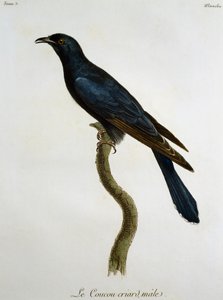 नर ब्लैक कोयल (कुकुलस क्लैमोसस), फ्रांस्वा ले वैलेन्ट (1753-1824), फ्रांस द्वारा हिस्टोइरे नेचरल डेस ओइसेओ डी'अफ्रिक से उत्कीर्णन द्वारा फ्रेंकोइस ले वैलेन्ट
