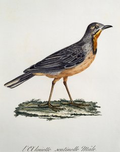 नर केप लॉन्गक्ला (मैक्रोनीक्स कैपेंसिस), फ्रांस्वा ले वैलेन्ट (1753-1824), फ्रांस द्वारा हिस्टोइरे नेचरल डेस ओइसेओ डी'अफ्रिक से उत्कीर्णन