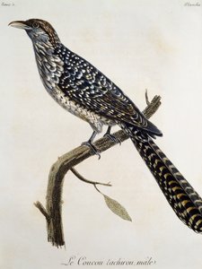 फ़्रैंकोइस ले वैलेन्ट (1753-1824), फ़्रांस द्वारा अफ्रीका के पक्षियों के प्राकृतिक इतिहास से उकेरी गई नर कूकोऊ तचिरौ द्वारा फ्रेंकोइस ले वैलेन्ट