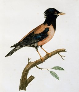 नर रोज़ी स्टार्लिंग (स्टर्नस रोज़स), हिस्टोइरे नेचरल डेस ओइसो डी'अफ़्रीक से उकेरा गया है द्वारा फ्रेंकोइस ले वैलेन्ट