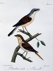लाल-समर्थित श्रीके (लानियस कोलुरियो) के नर और मादा, हिस्टॉयर नेचरल डेस ओइसो डी'अफ्रिक से उकेरे गए द्वारा फ्रेंकोइस ले वैलेन्ट