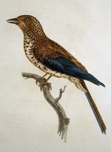 रेड-कैप्ड लार्क (कैलंड्रेला सिनेरिया), फ्रांस्वा ले वैलेन्ट (1753-1824), फ्रांस द्वारा हिस्टोइरे नेचरल डेस ओइसेओ डी'अफ्रिक से उत्कीर्णन द्वारा फ्रेंकोइस ले वैलेन्ट