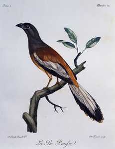 रूफस ट्रीपी (डेंड्रोकिट्टा वागाबुंडा), अफ्रीकी पक्षियों के प्राकृतिक इतिहास से उत्कीर्णन द्वारा फ्रेंकोइस ले वैलेन्ट