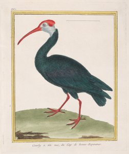 1770-86 के केप ऑफ गुड होप बाल्ड इबिस से केप ऑफ गुड होप से बेयर-हेडेड कोर्टली। द्वारा फ्रेंकोइस निकोलस मार्टिनेट