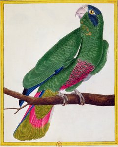 तोते, जॉर्ज डे डेफॉन (1707-88) द्वारा &39;हिस्टोयर नेचुरल डेस ओइसो&39; से 1777 में प्रकाशित