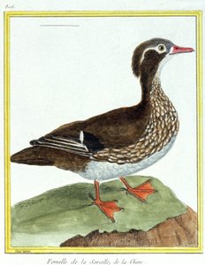 विज्ञान। प्राणि विज्ञान। चीनी चैती। फ्रेंकोइस निकोलस मार्टिनेट द्वारा उत्कीर्णन: हिस्टोइरे नेचरले डेस ओइसो, जॉर्जेस लुई लेक्लेर डी बफन, फ्रांस द्वारा, c.1777 (रंग उत्कीर्णन)