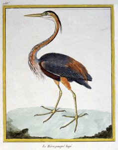 विज्ञान। प्राणि विज्ञान। बैंगनी बगुला। फ्रेंकोइस निकोलस मार्टिनेट द्वारा उत्कीर्णन: हिस्टोइरे नेचरले डेस ओइसो, जॉर्जेस लुई लेक्लेर डी बफन, फ्रांस द्वारा, c.1777 (रंग उत्कीर्णन)