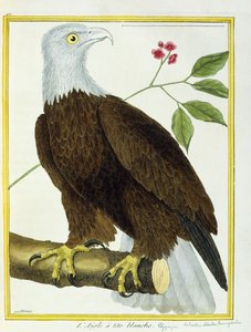 व्हाइट-हेडेड ईगल, c.1770-1786