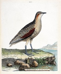 जूलॉजिकल बोर्ड (ऑर्निथोलॉजी): नी रैल या बटेर किंग (क्रेक्स क्रेक्स)। फ्रेंकोइस निकोलस मार्टिनेट (1731-1800) द्वारा "द हिस्ट्री ऑफ द बर्ड्स, पेंटेड इन देयर अपीयरिंग एंड सेंसिटिव एस्पेक्ट्स" में चित्रण। निजि संग्रह। द्वारा फ्रेंकोइस निकोलस मार्टिनेट