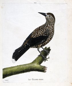 जूलॉजिकल बोर्ड (ऑर्निथोलॉजी): एक शाखा पर नटक्रैकर (फ्लाई नट या न्यूसीफ्रागा कैरियोकैटैक्ट्स)। फ्रेंकोइस निकोलस मार्टिनेट (1731-1800) द्वारा "द हिस्ट्री ऑफ द बर्ड्स, पेंटेड इन देयर अपीयरिंग एंड सेंसिटिव एस्पेक्ट्स" में चित्रण। निजि संग्रह। द्वारा फ्रेंकोइस निकोलस मार्टिनेट