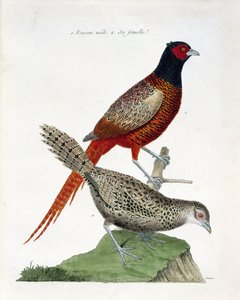 जूलॉजिकल चार्ट (पक्षीविज्ञान): नर तीतर और मादा (कोल्किड तीतर या फासियनस कोलचिकस)। फ्रेंकोइस निकोलस मार्टिनेट (1731-1800) द्वारा "द हिस्ट्री ऑफ द बर्ड्स, पेंटेड इन देयर अपीयरिंग एंड सेंसिटिव एस्पेक्ट्स" में चित्रण। निजि संग्रह। द्वारा फ्रेंकोइस निकोलस मार्टिनेट