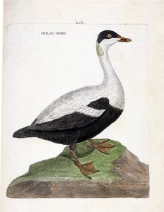 जूलॉजिकल चार्ट (पक्षी विज्ञान): उत्तरी हंस या ईडर मल (ईडर ए डुवेट या सोमेटेरिया मोलिसिमा)। फ्रेंकोइस निकोलस मार्टिनेट (1731-1800) द्वारा "द हिस्ट्री ऑफ द बर्ड्स, पेंटेड इन देयर अपीयरिंग एंड सेंसिटिव एस्पेक्ट्स" में चित्रण। निजि संग्रह। द्वारा फ्रेंकोइस निकोलस मार्टिनेट