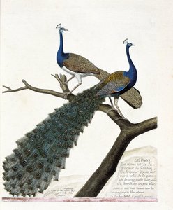 जूलॉजिकल चार्ट (पक्षी विज्ञान): मोर (नीला मोर या पावो क्रिस्टेटस)। फ्रेंकोइस निकोलस मार्टिनेट (1731-1800) द्वारा "द हिस्ट्री ऑफ द बर्ड्स, पेंटेड इन देयर अपीयरिंग एंड सेंसिटिव एस्पेक्ट्स" में चित्रण। निजि संग्रह। द्वारा फ्रेंकोइस निकोलस मार्टिनेट