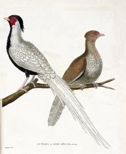जूलॉजिकल चार्ट (ऑर्निथोलॉजी): तीतर के पास एक चीनी स्टील का घेरा होता है और उसकी मादा (सिल्वर तीतर या लोफुरा निक्थेमेरा) एक शाखा पर होती है। फ्रेंकोइस निकोलस मार्टी द्वारा "द हिस्ट्री ऑफ द बर्ड्स, पेंटेड इन देयर अपीयरिंग एंड सेंसिटिव एस्पेक्ट्स" म द्वारा फ्रेंकोइस निकोलस मार्टिनेट