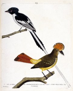 जूलॉजिकल चार्ट (पक्षीविज्ञान)। शीर्ष: मेडागास्कर स्केल (चित्रेक मालागासी या टेरप्सीफोन म्यूटाटा)। निचला वर्ष: केयेन (फ्लाईकैचर क्राउन या ओनिकोरिंचस कोरोनटस) के फ्लाई गॉब (गोबेमौचे या फ्लाई गॉब) का राजा। "पक्षियों का इतिहास, पाई" में चित्रण द्वारा फ्रेंकोइस निकोलस मार्टिनेट