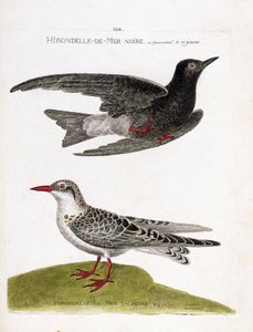 जूलॉजिकल चार्ट (पक्षी विज्ञान): उड़ान में काला सागर निगल (समुद्री निगल या काला बौना या क्लिडोनियास नाइजर) और चित्तीदार समुद्री निगल (मौस्टैक गिफेट या क्लिडोनियास हाइब्रिडा)। "पक्षियों का इतिहास, उनकी उपस्थिति और संवेदनशीलता में चित्रित" में चित्र द्वारा फ्रेंकोइस निकोलस मार्टिनेट