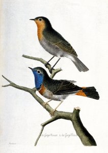 जूलॉजिकल चार्ट (ऑर्निथोलॉजी): ऊपर से नीचे तक: एक शाखा पर लाल गला (लाल गला या लाल गला या एरिथेकस रूबेकुला) और नीला गला (नीला गला या ल्यूसिनिया स्वेसिका)। "पक्षियों का इतिहास, उनकी उपस्थिति में चित्रित और" में चित्रण द्वारा फ्रेंकोइस निकोलस मार्टिनेट