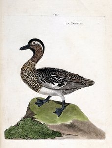 जूलॉजिकल चार्ट (पक्षी विज्ञान): चैती (ग्रीष्मकालीन चैती या अनस क्वेरक्वेडुला)। फ्रेंकोइस निकोलस मार्टिनेट (1731-1800) द्वारा "द हिस्ट्री ऑफ द बर्ड्स, पेंटेड इन देयर अपीयरिंग एंड सेंसिटिव एस्पेक्ट्स" में चित्रण। निजि संग्रह। द्वारा फ्रेंकोइस निकोलस मार्टिनेट