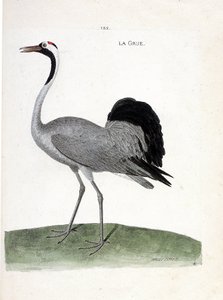 जूलॉजिकल चार्ट (ऑर्निथोलॉजी): क्रेन (ऐश क्रेन या ग्रस ग्रस) - फ्रेंकोइस निकोलस मार्टिनेट (1731-1800) द्वारा "पक्षियों का इतिहास, उनके स्पष्ट और संवेदनशील पहलुओं में चित्रित" में चित्रण - निजी संग्रह द्वारा फ्रेंकोइस निकोलस मार्टिनेट