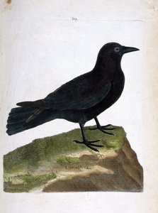 जूलॉजिकल चार्ट (पक्षी विज्ञान): कौवा (काला कौवा या कोरवस कोरोन)। फ्रेंकोइस निकोलस मार्टिनेट (1731-1800) द्वारा "द हिस्ट्री ऑफ द बर्ड्स, पेंटेड इन देयर अपीयरिंग एंड सेंसिटिव एस्पेक्ट्स" में चित्रण। निजि संग्रह। द्वारा फ्रेंकोइस निकोलस मार्टिनेट
