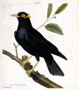 जूलॉजिकल चार्ट (ऑर्निथोलॉजी): एक शाखा पर मुख्य (धार्मिक मुख्य या ग्रेकुला धर्म)। फ्रेंकोइस निकोलस मार्टिनेट (1731-1800) द्वारा "द हिस्ट्री ऑफ द बर्ड्स, पेंटेड इन देयर अपीयरिंग एंड सेंसिटिव एस्पेक्ट्स" में चित्रण। निजि संग्रह। द्वारा फ्रेंकोइस निकोलस मार्टिनेट