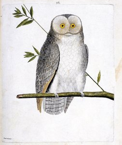 जूलॉजिकल चार्ट (पक्षी विज्ञान): एक शाखा पर उल्लू (बार्न उल्लू या टायटो अल्बा)। फ्रेंकोइस निकोलस मार्टिनेट (1731-1800) द्वारा "द हिस्ट्री ऑफ द बर्ड्स, पेंटेड इन देयर अपीयरिंग एंड सेंसिटिव एस्पेक्ट्स" में चित्रण। निजि संग्रह। द्वारा फ्रेंकोइस निकोलस मार्टिनेट