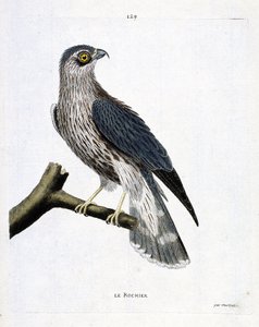 जूलॉजिकल चार्ट (ऑर्निथोलॉजी): एक शाखा पर चट्टान (एमरिलॉन फाल्कन या फाल्को कोलम्बेरियस)। फ्रेंकोइस निकोलस मार्टिनेट (1731-1800) द्वारा "द हिस्ट्री ऑफ द बर्ड्स, पेंटेड इन देयर अपीयरिंग एंड सेंसिटिव एस्पेक्ट्स" में चित्रण। निजि संग्रह। द्वारा फ्रेंकोइस निकोलस मार्टिनेट