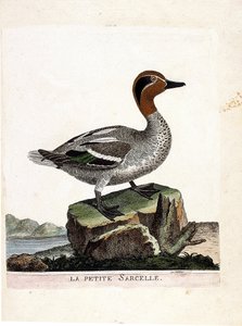 जूलॉजिकल चार्ट (पक्षी विज्ञान): छोटा चैती (शीतकालीन चैती या अनास क्रेका)। फ्रेंकोइस निकोलस मार्टिनेट (1731-1800) द्वारा "द हिस्ट्री ऑफ द बर्ड्स, पेंटेड इन देयर अपीयरिंग एंड सेंसिटिव एस्पेक्ट्स" में चित्रण। निजि संग्रह। द्वारा फ्रेंकोइस निकोलस मार्टिनेट