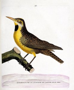 जूलॉजिकल चार्ट (ऑर्निथोलॉजी): एक शाखा पर लुसियाना (प्रेस्टर्नेला या स्टर्नेला मैग्ना) का तारा। फ्रेंकोइस निकोलस मार्टिनेट (1731-1800) द्वारा "द हिस्ट्री ऑफ द बर्ड्स, पेंटेड इन देयर अपीयरिंग एंड सेंसिटिव एस्पेक्ट्स" में चित्रण। निजी संग्रह द्वारा फ्रेंकोइस निकोलस मार्टिनेट