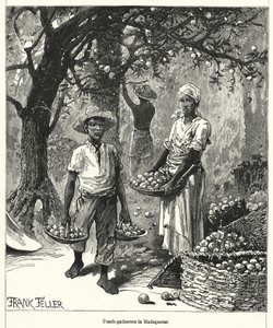 मेडागास्कर में आड़ू-संग्रहकर्ता (उत्कीर्णन)