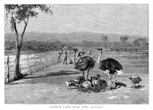 पोर्ट ऑगस्टा, दक्षिण ऑस्ट्रेलिया, 1886 के पास शुतुरमुर्ग का खेत द्वारा फ्रैंक पी। महोनी