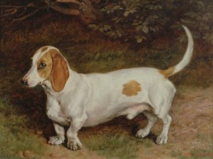 माय फेवरिट दछशंड, 1885
