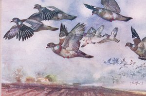 फ्लाइट में वुड कबूतर, वाइल्ड नेचर एंड कंट्री लाइफ से चित्रण, होडर एंड स्टॉटन द्वारा प्रकाशित, c.1910 द्वारा फ्रैंक साउथगेट